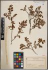 Foto von Salix aurita L. x Salix myrtilloides L.